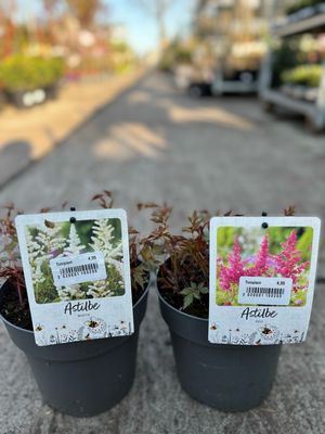 Pluimspirea ( Astilbe) verschillende soorten OP=OP