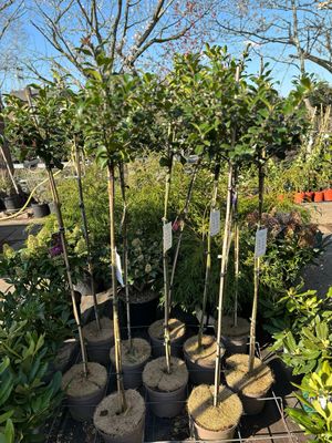 Ilex x meserveae 'Blue Maid' (Hulst op stam) OP=OP