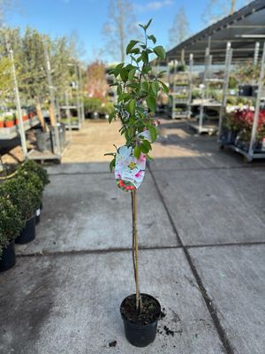Malus 'Evereste' (Sierappel) OP=OP
