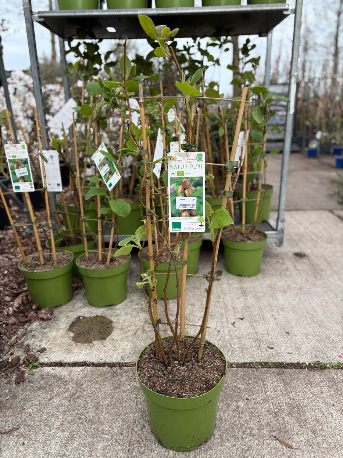 Kiwi Duo plant op rek OP=OP