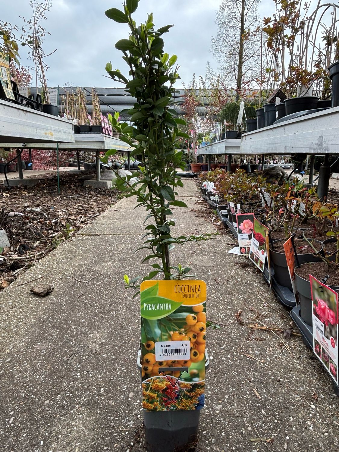 Pyracantha (vuurdoorn geel) OP=OP