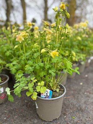 Aquilegia (Akelei geel) OP=OP