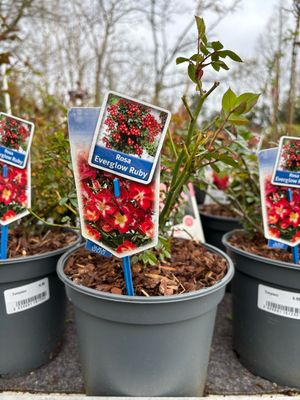 Rose Evergow Ruby (struik Roos) OP=OP