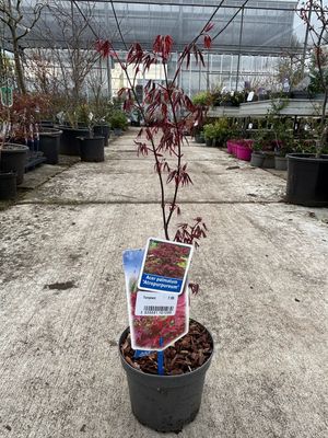 Acer palmatum atropurpureum (Japanse Esdoorn) OP=OP