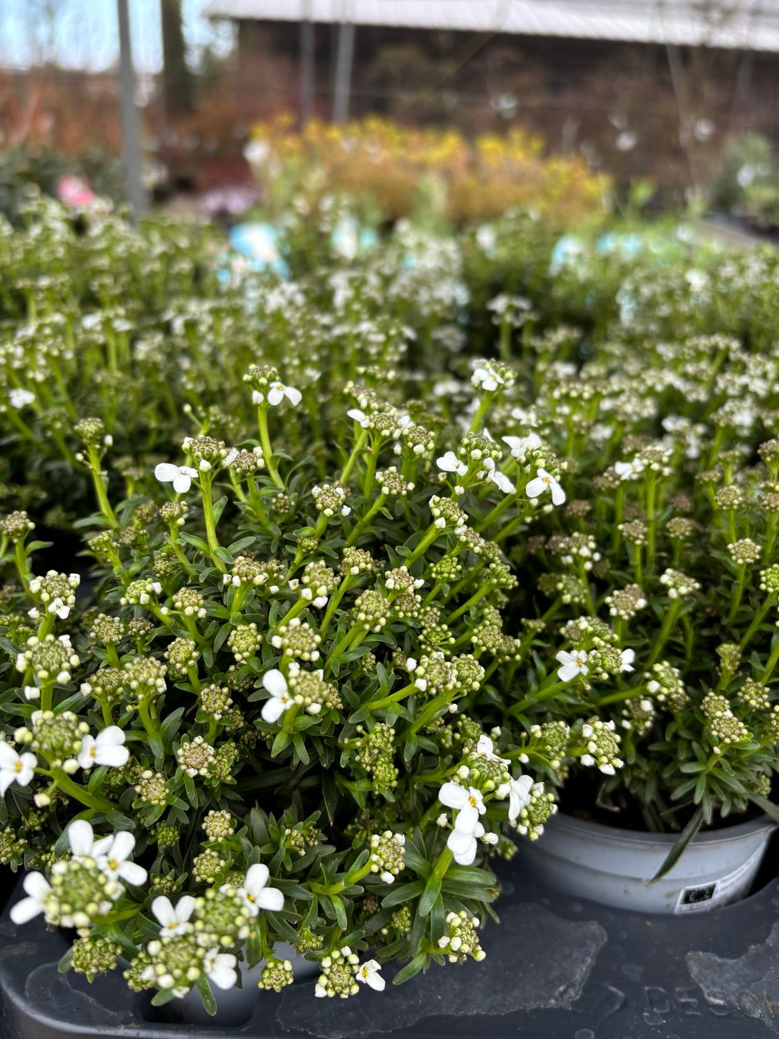 Iberis wit (Scheefbloem) 4 voor €10 OP=OP