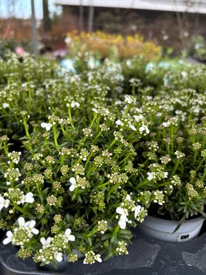 Iberis wit (Scheefbloem) 4 voor €10 OP=OP