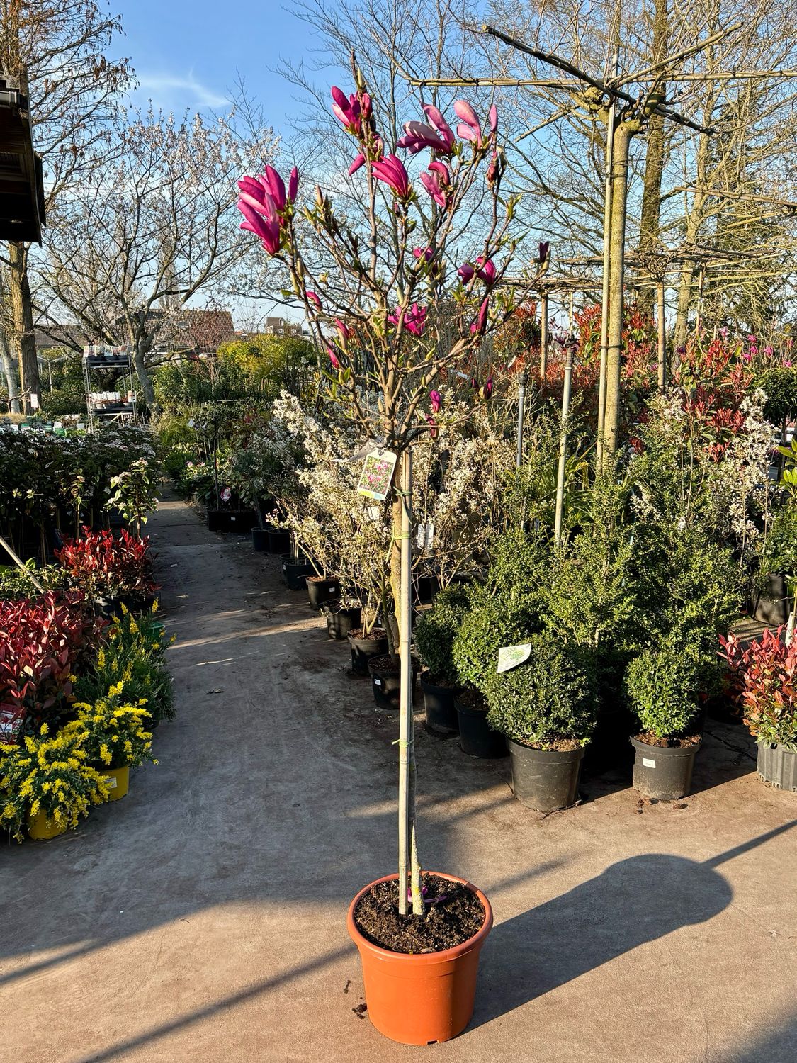 Magnolia Susan (Tulpenbloem) OP=OP