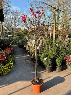 Magnolia Susan (Tulpenbloem) OP=OP