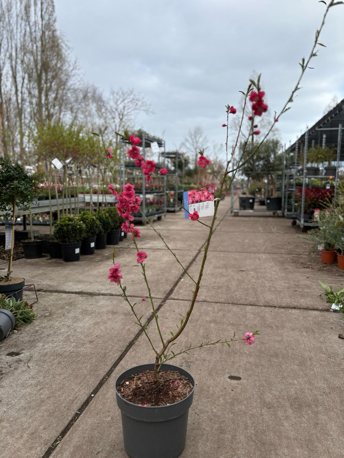 Prunus persica 'Melred’ (Perzikboom) OP=OP