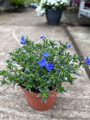 Lithodora (Parelkruid) 4 voor €10 OP=OP