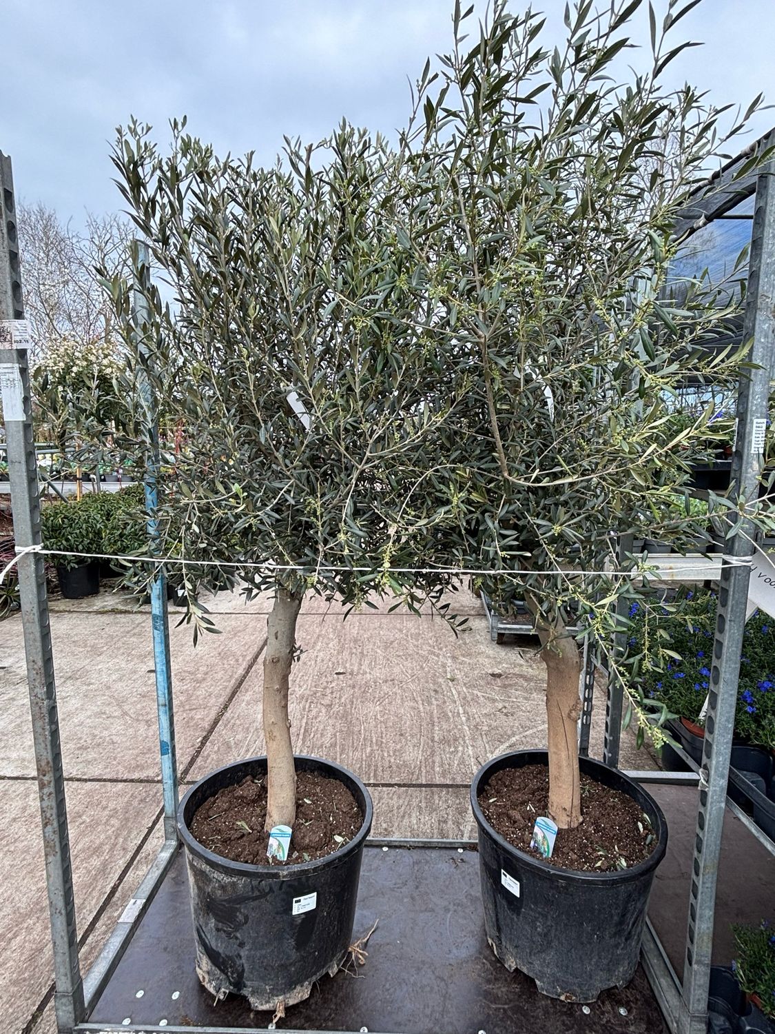 Olea europaea (Olijfboom)