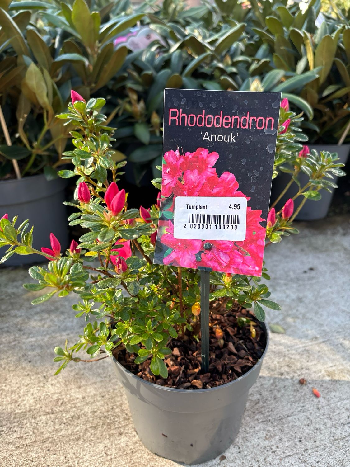 Rhododendron Anouk (Rhododendron klein blijvend ) OP=OP