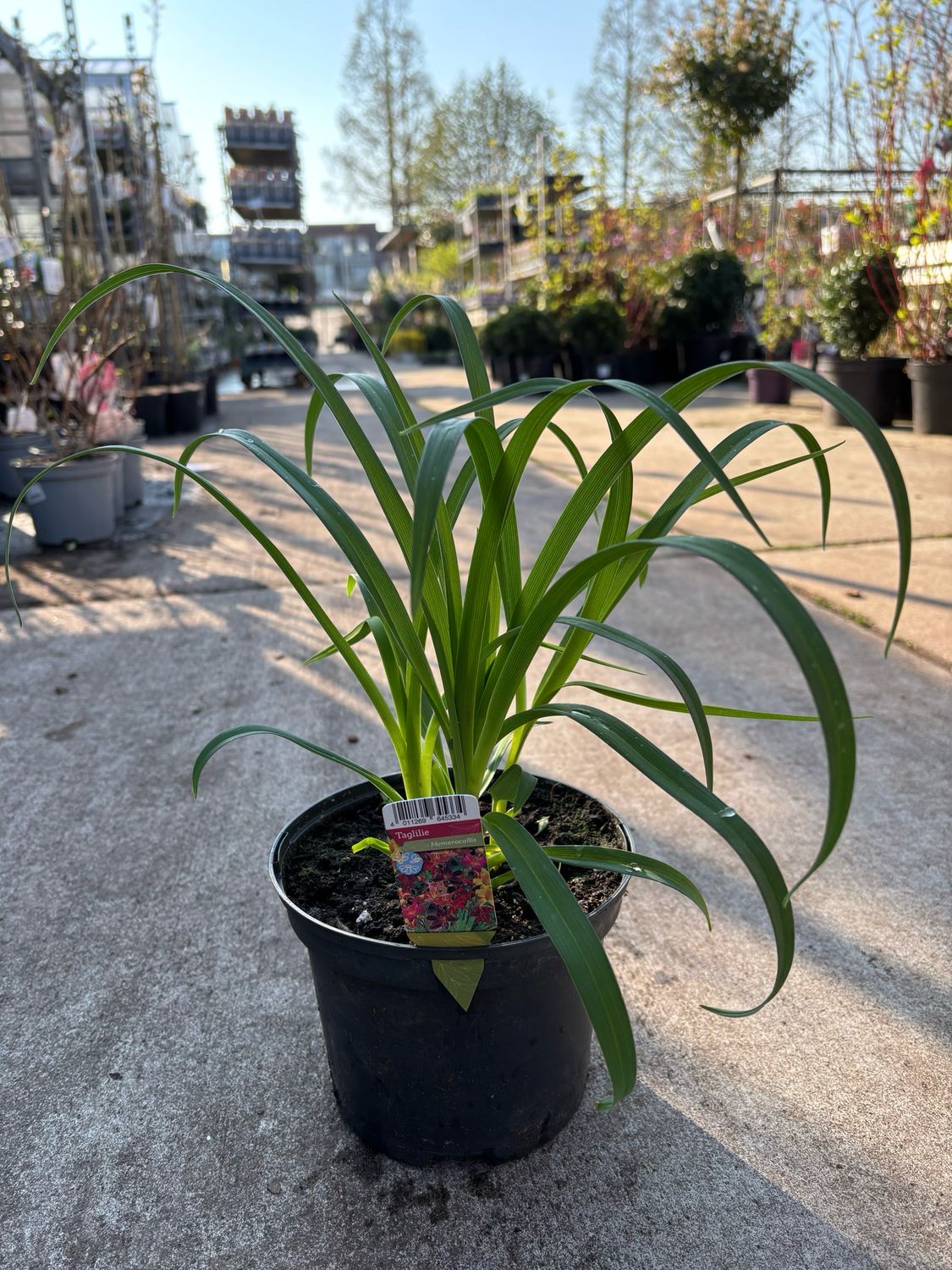 Hemerocallis (Daglelies) Mix OP=OP