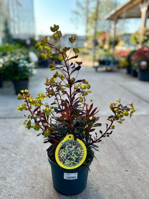 Euphorbia (Amandelwolfsmelk) OP=OP
