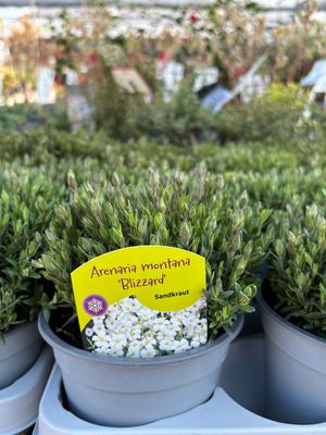 Arenaria montana 'Blizzard' (Zandkruid) 4 voor €10 OP=OP