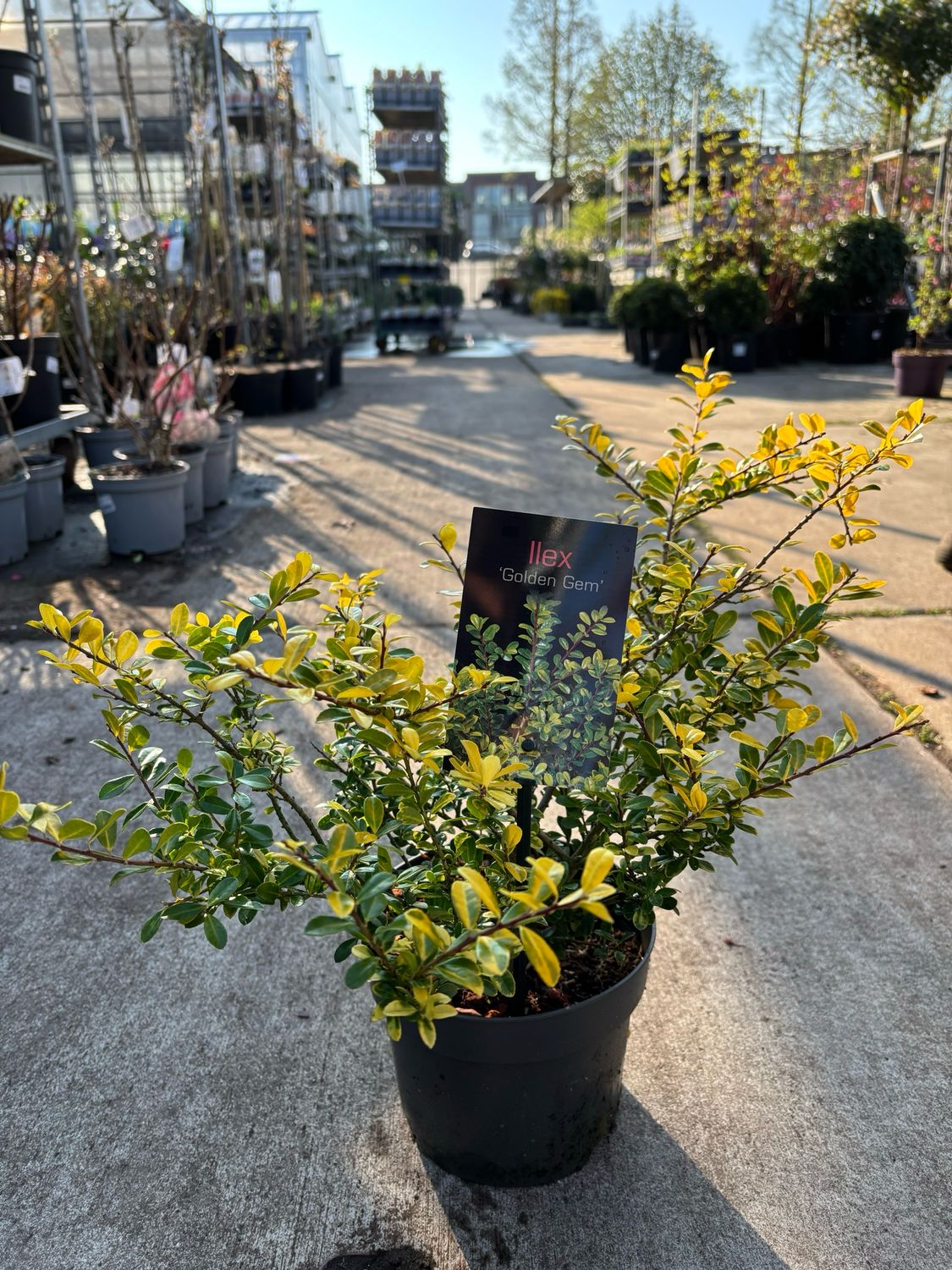 Ilex crenata 'Golden Gem' (Japanse hulst) OP=OP
