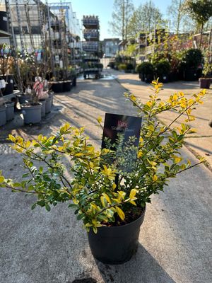 Ilex crenata 'Golden Gem' (Japanse hulst) OP=OP