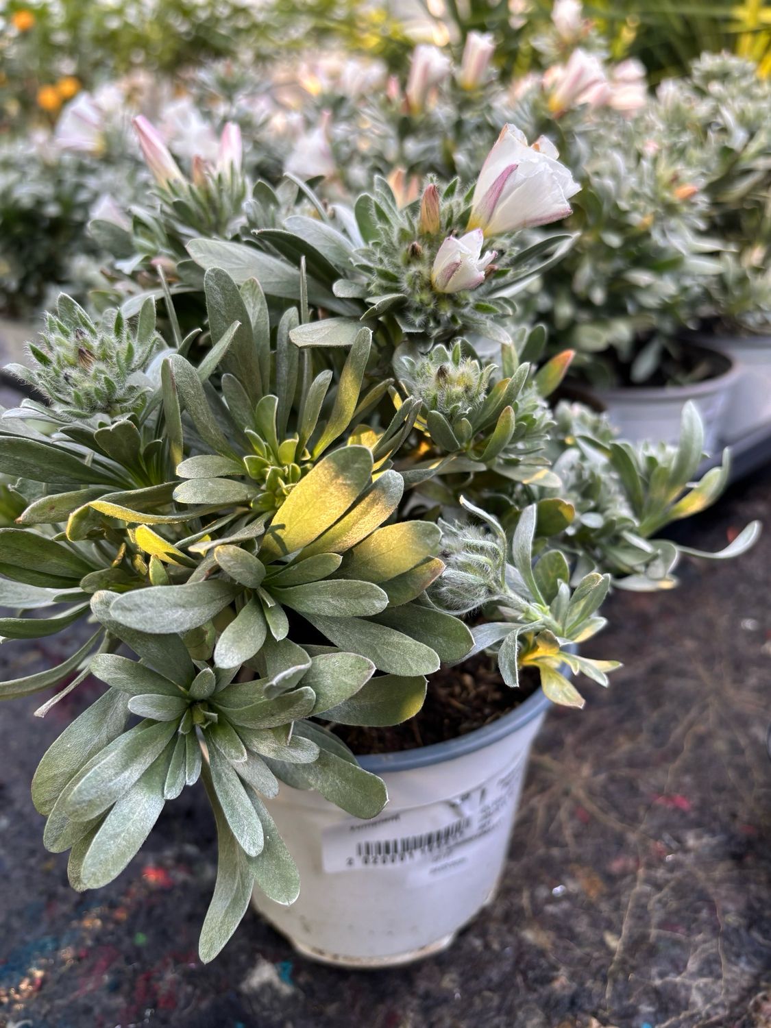 Convolvulus (Zilverwinde) OP=OP
