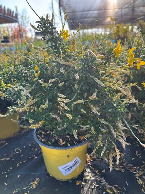 Genista (Heidebrem) OP=OP
