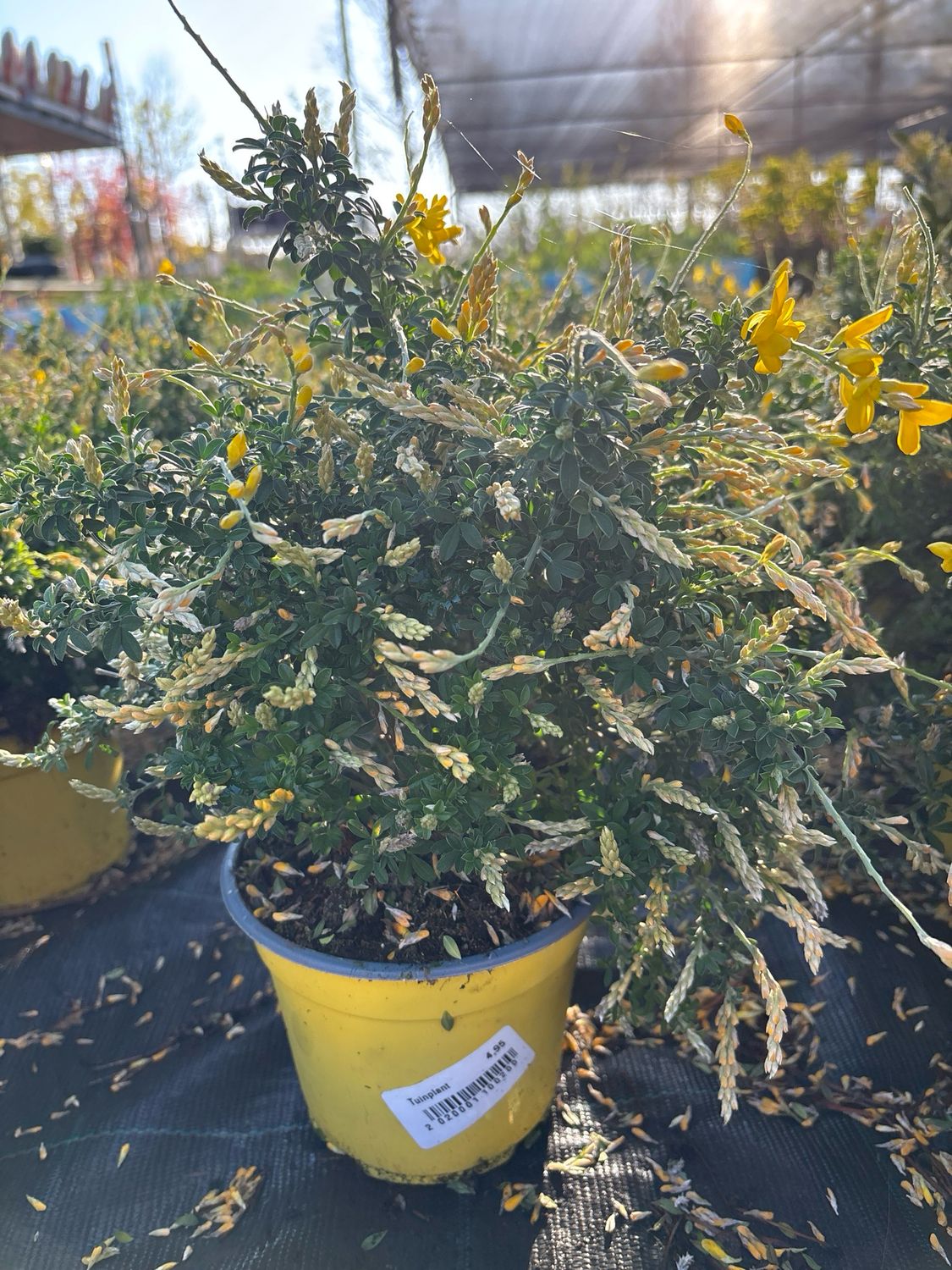 Genista (Heidebrem) OP=OP