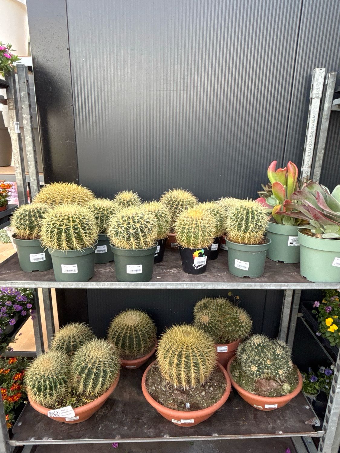 Cactus Verschillende soorten en maten vanaf €12,50 OP=OP
