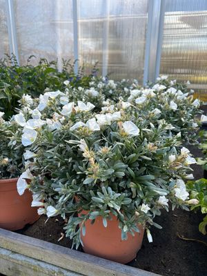 Convolvulus (Zilverwinde) OP=OP
