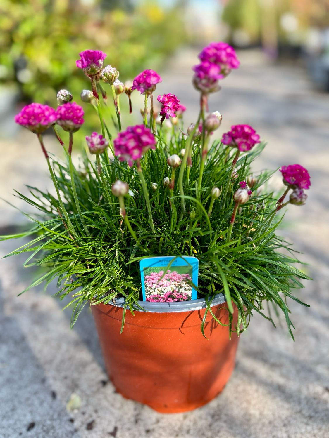 Armeria (Engels gras) OP=OP