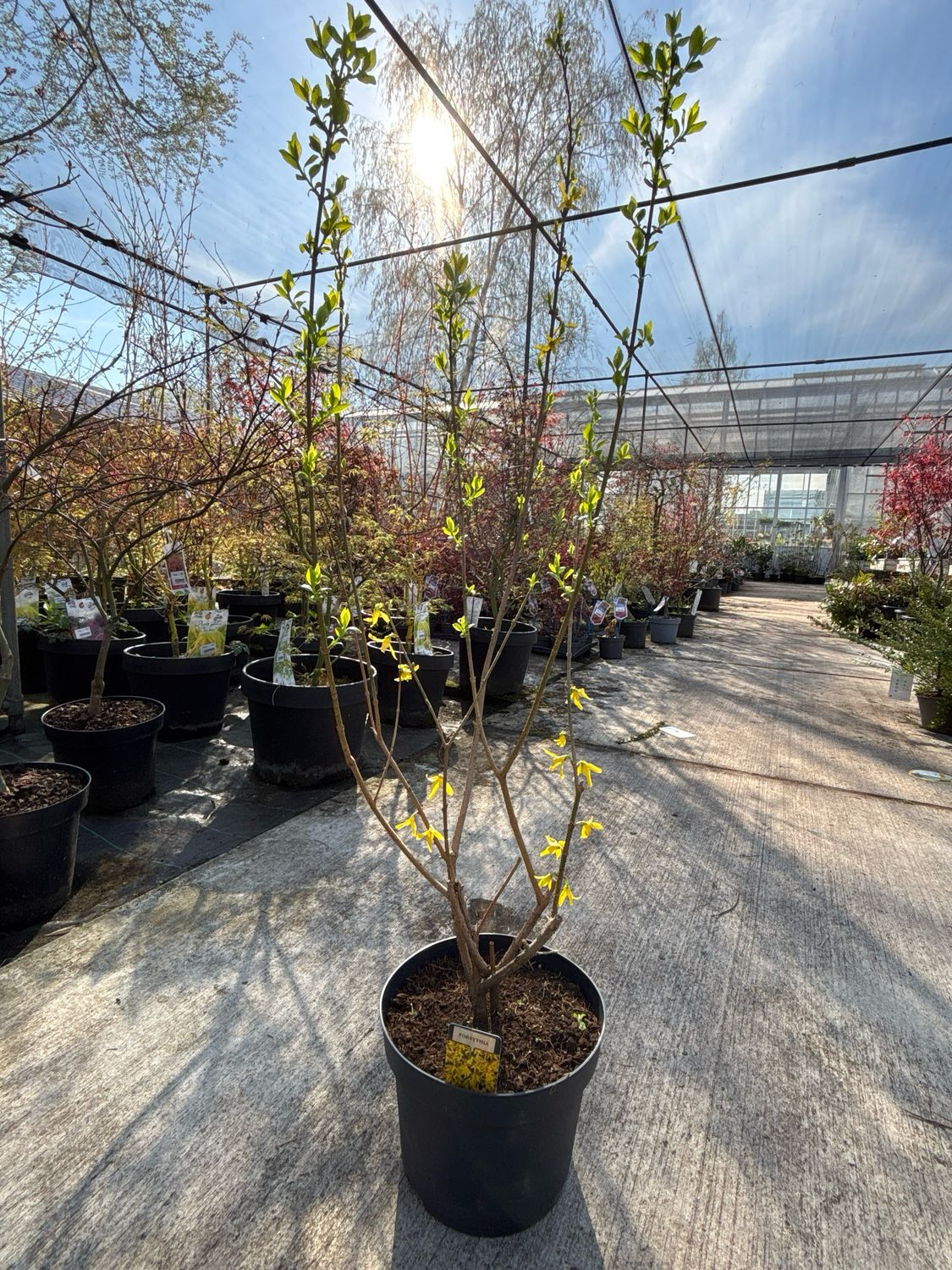 Forsythia (Chinees dwergklokje) OP=OP