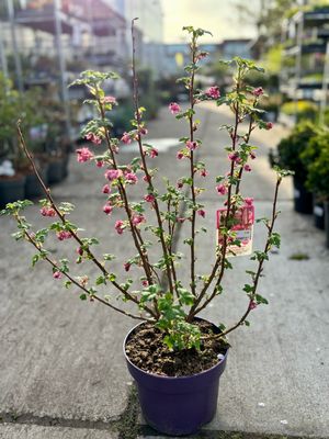 Ribes sanguineum. 'king edward vii'  (Ribes) OP=OP