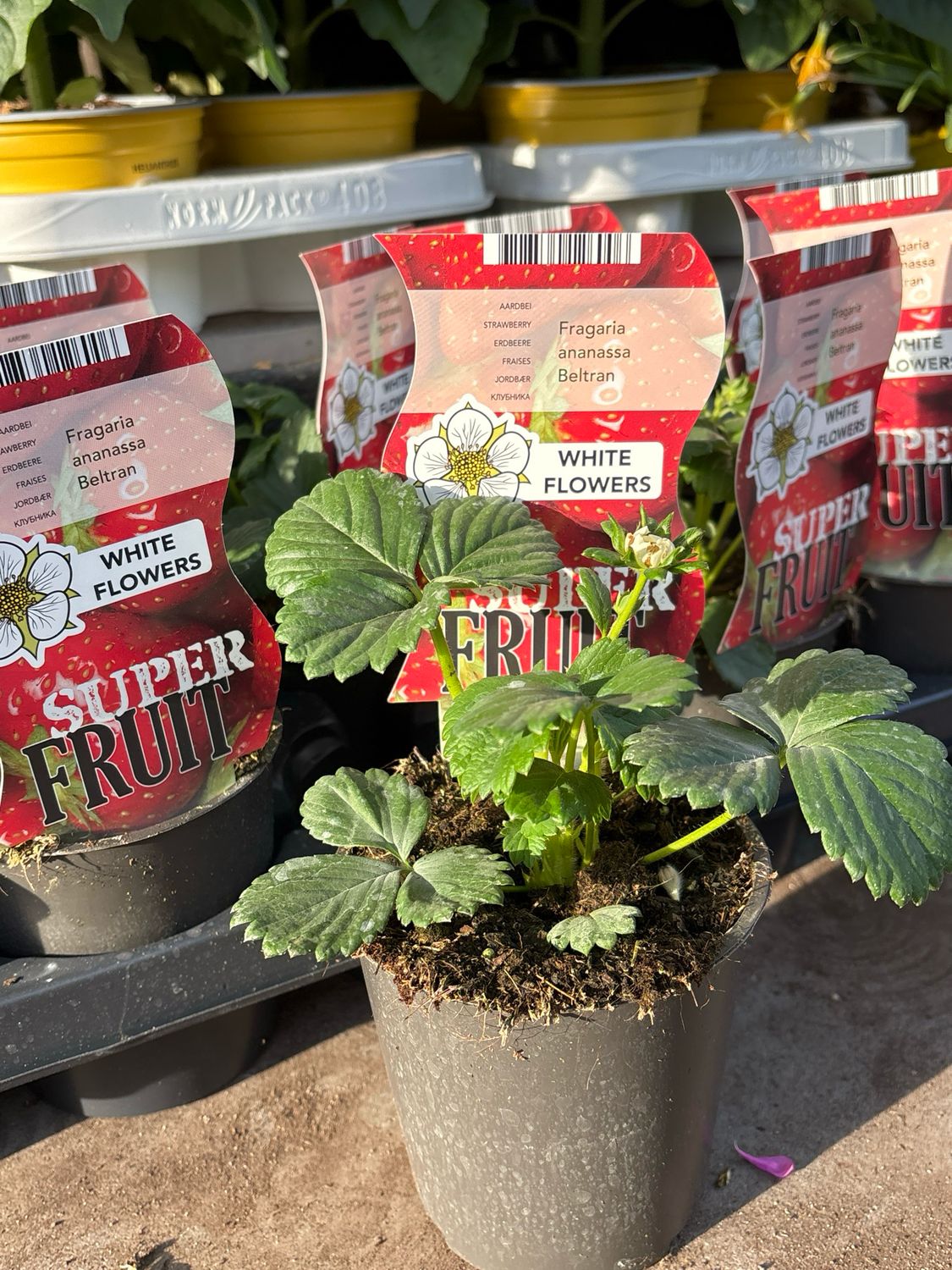 Aardbei plant OP=OP