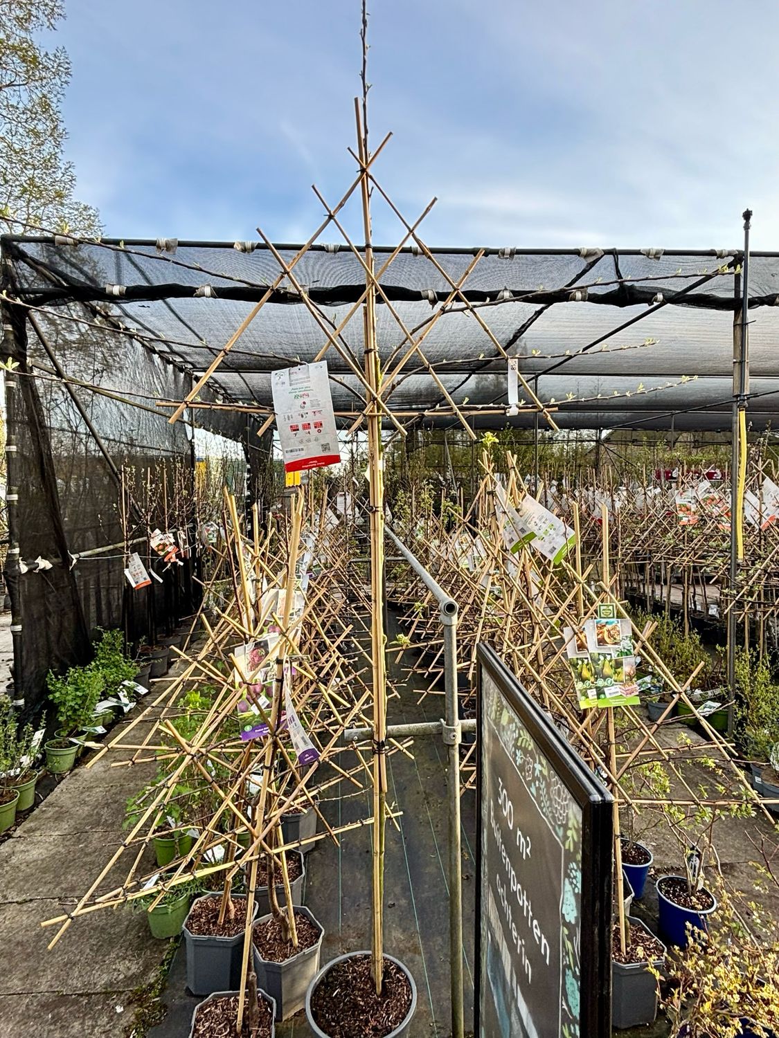 fruitbomen leiboom hoogstam verschillende soorten OP=OP