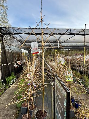 fruitbomen leiboom hoogstam verschillende soorten OP=OP