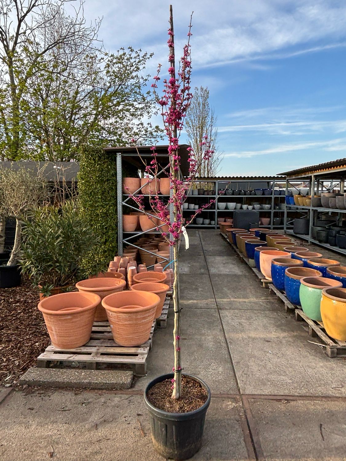 Cercis chinensis 'Avondale' (Chinese judasboom)