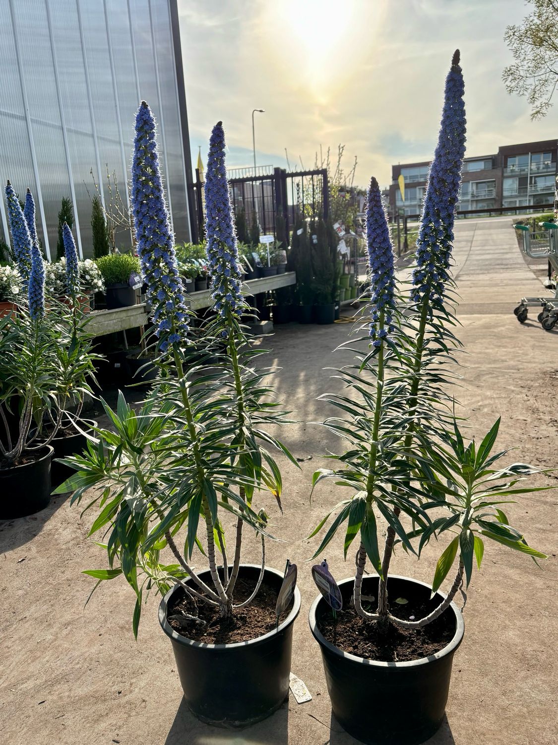 Echium webbii (Tower of Jewels) OP=OP