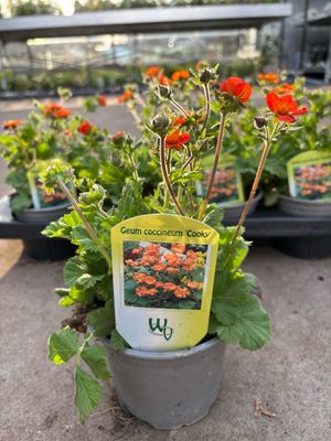 Geum coccineum 'Cooky' (Nagelkruid) 4 voor €10 OP=OP