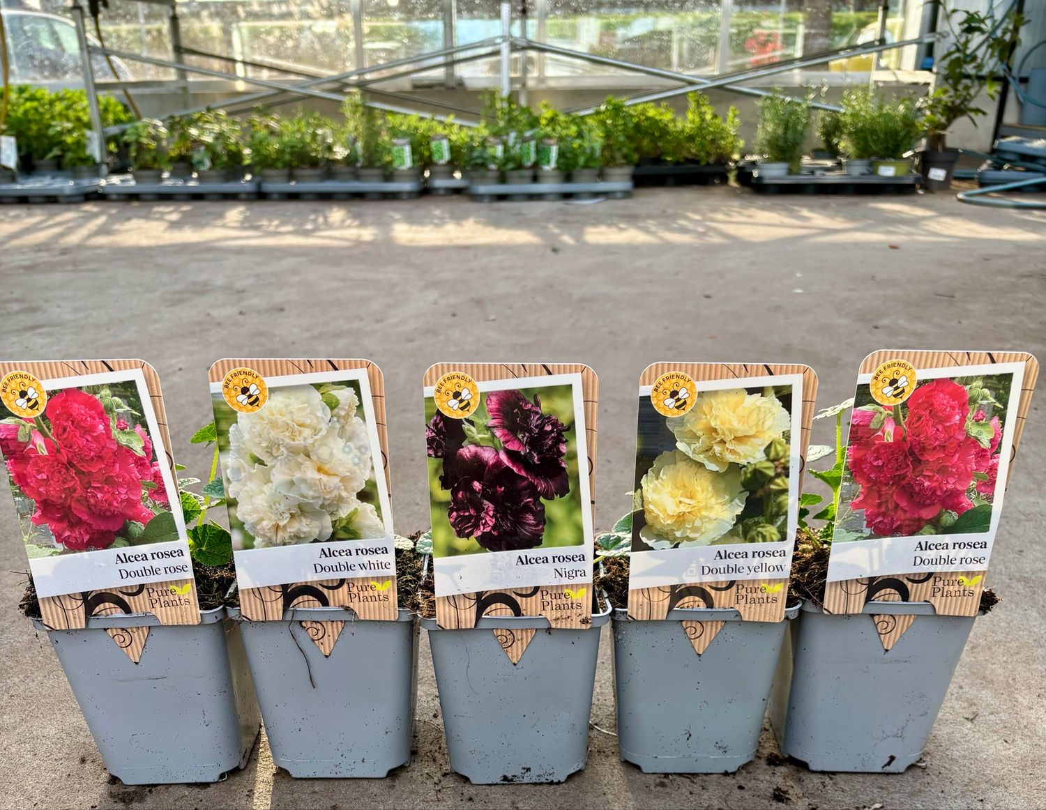 Alcea rosea (Stokrozen) verschillende soorten 4 voor €10 OP=OP