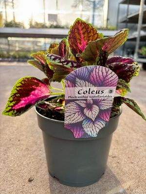Plectranthus scutellarioides (Siernetel) OP=OP