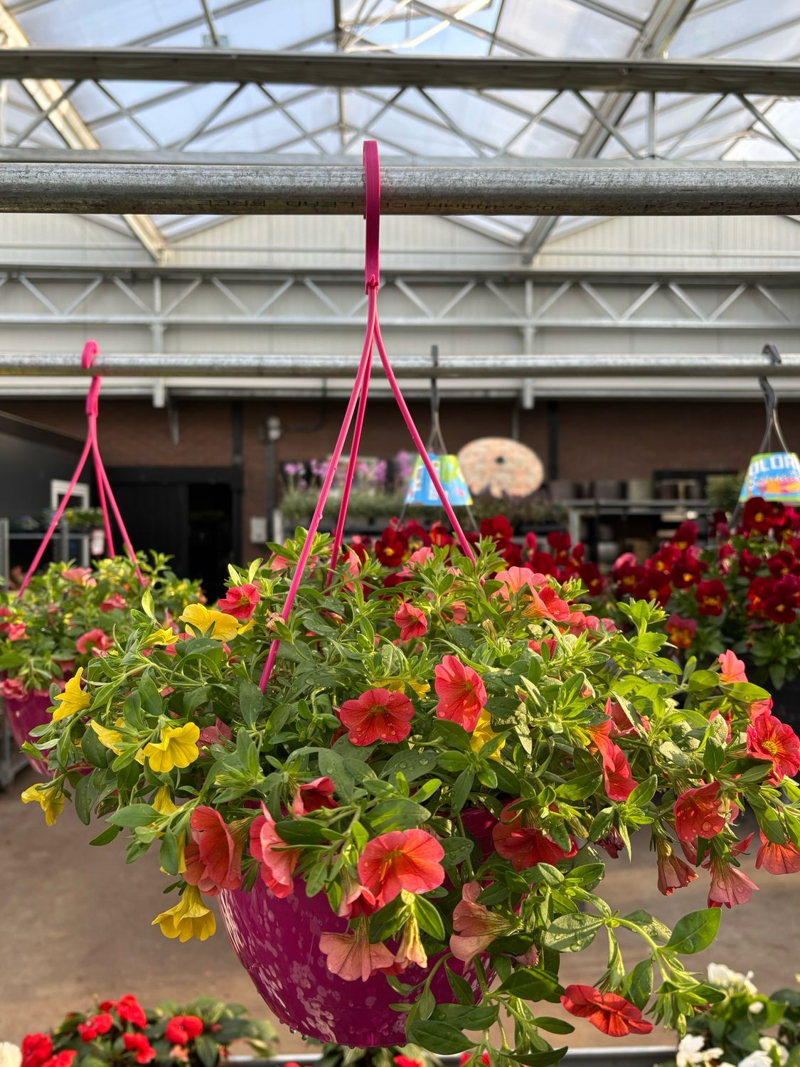 Petunia Mix kleinbloemig  Hangplanten (Hangplant) OP=OP