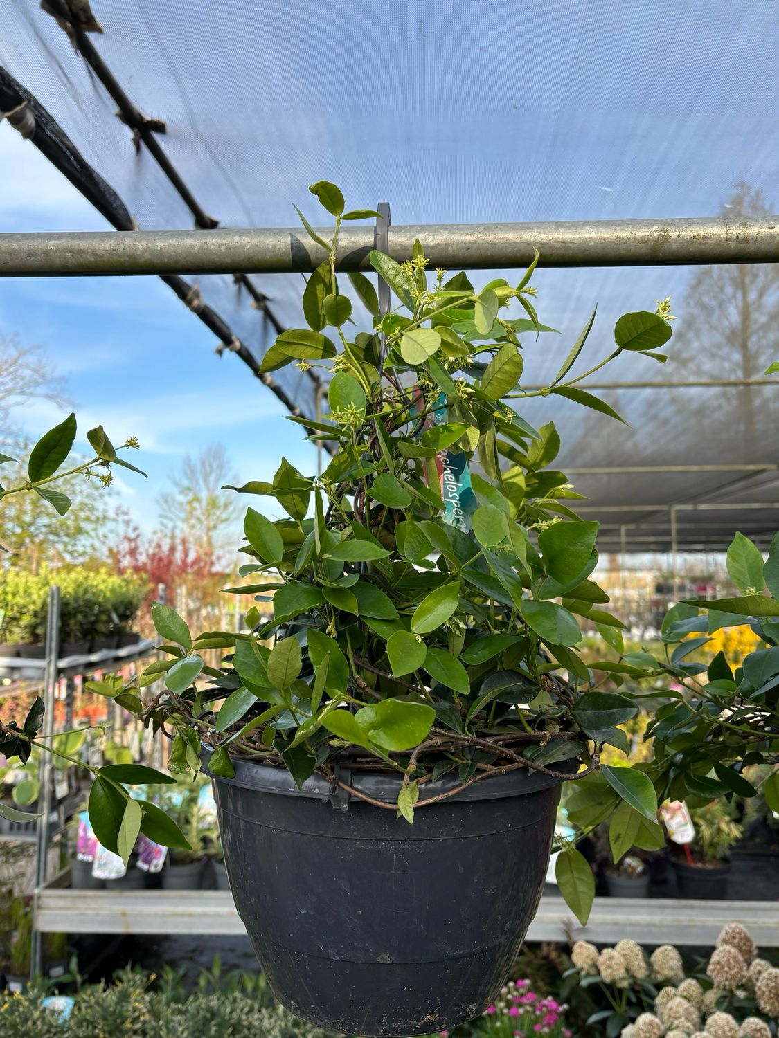 Trachelospermum jasminoides (Toscaanse Jasmijn Hangplanten (Hangplant) OP=OP