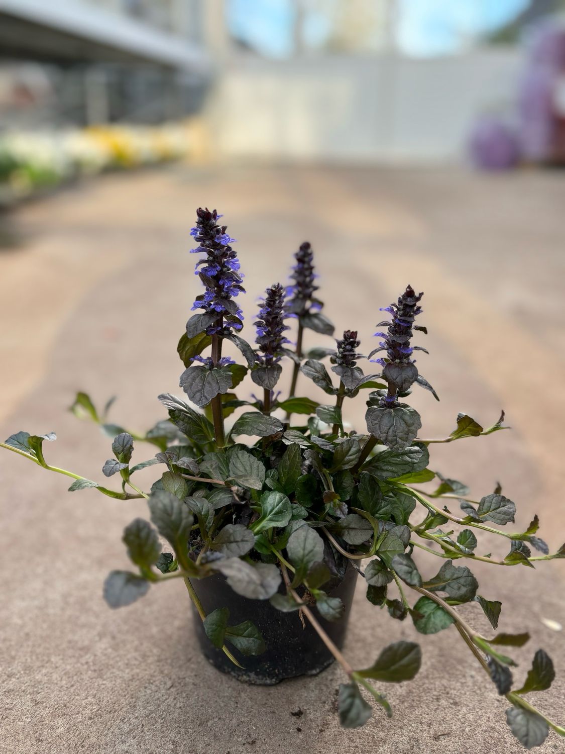 Ajuga (Zenegroen) 4 Voor €10 OP=OP