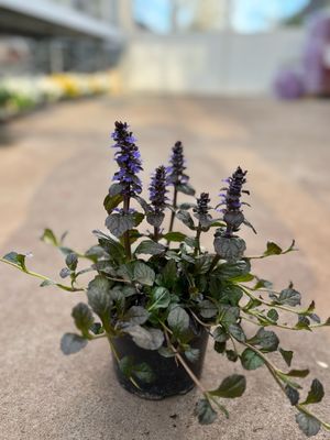 Ajuga (Zenegroen) 4 Voor €10 OP=OP