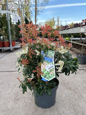 Pieris japonica ‘Rosalinda’ (Rotsheide) OP=OP