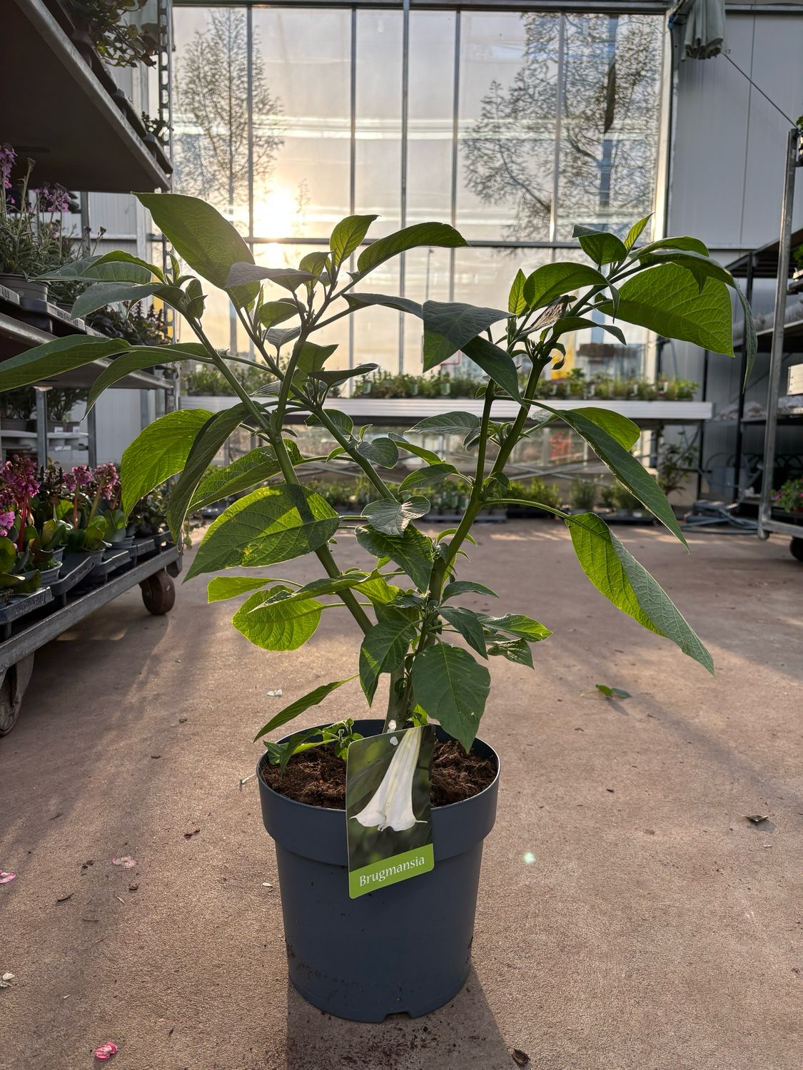 Brugmansia (engelentrompet) OP=OP