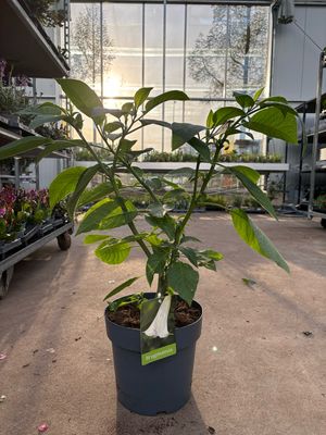 Brugmansia (engelentrompet) OP=OP