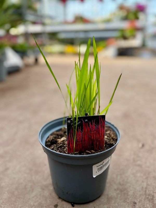 Imperata cylindrica 'Red Baron' (Japans bloedgras) OP=OP