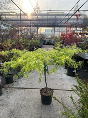 Acer palmatum 'Dissectum' (Japanse esdoorn) OP=OP