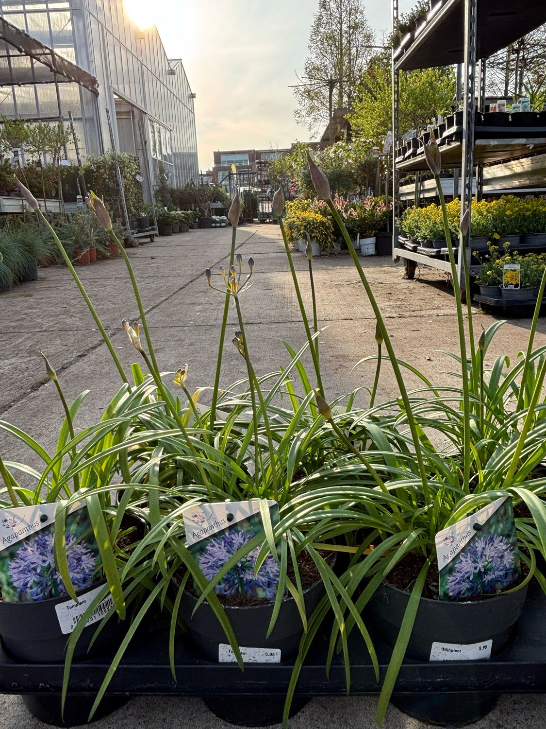 Agapanthus (Afrikaanse Lelie blauw) OP=OP