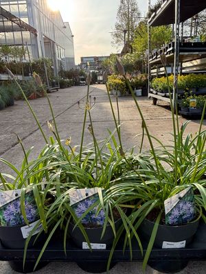 Agapanthus (Afrikaanse Lelie blauw) OP=OP