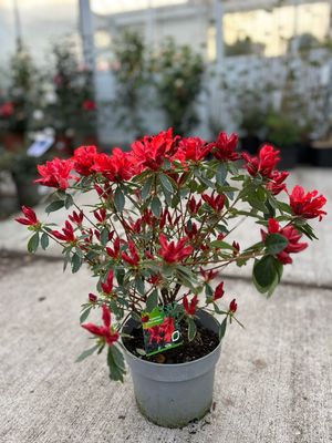 Azalea japonica  'Hot shot Variegata’ (Japanse Azalea) OP=OP