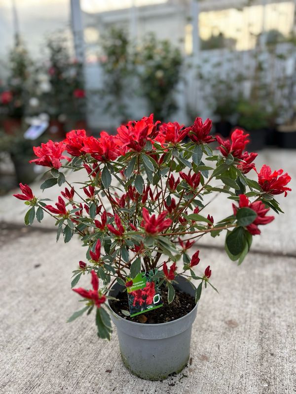 Azalea japonica  'Hot shot Variegata’ (Japanse Azalea) OP=OP